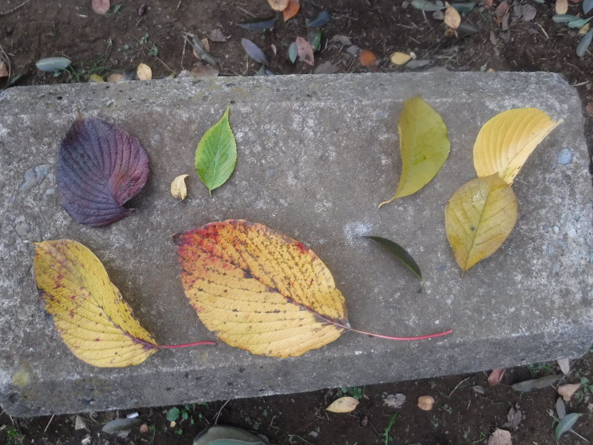 f:id:donkoro:20201119103704j:plain
