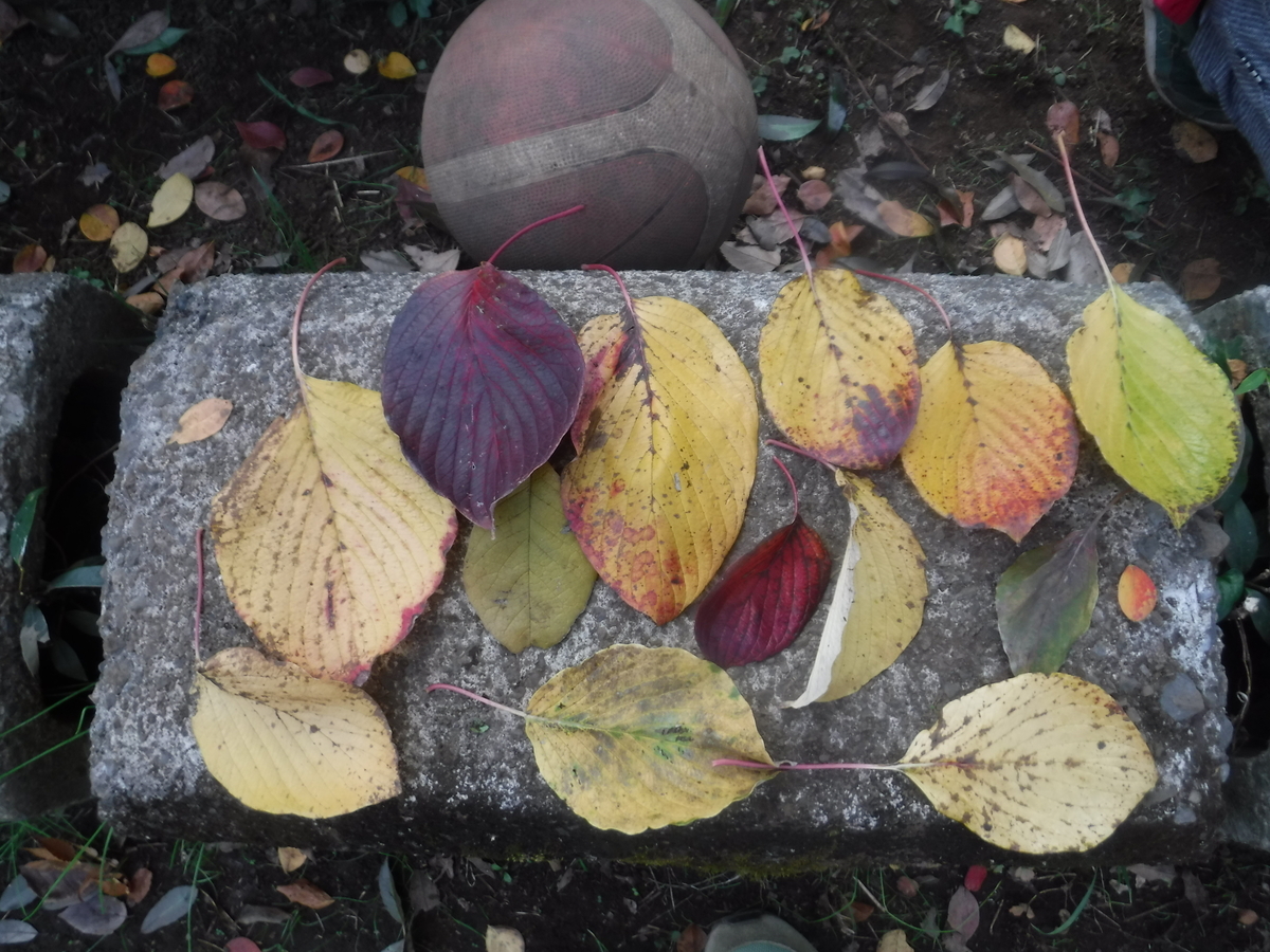 f:id:donkoro:20201119103710j:plain