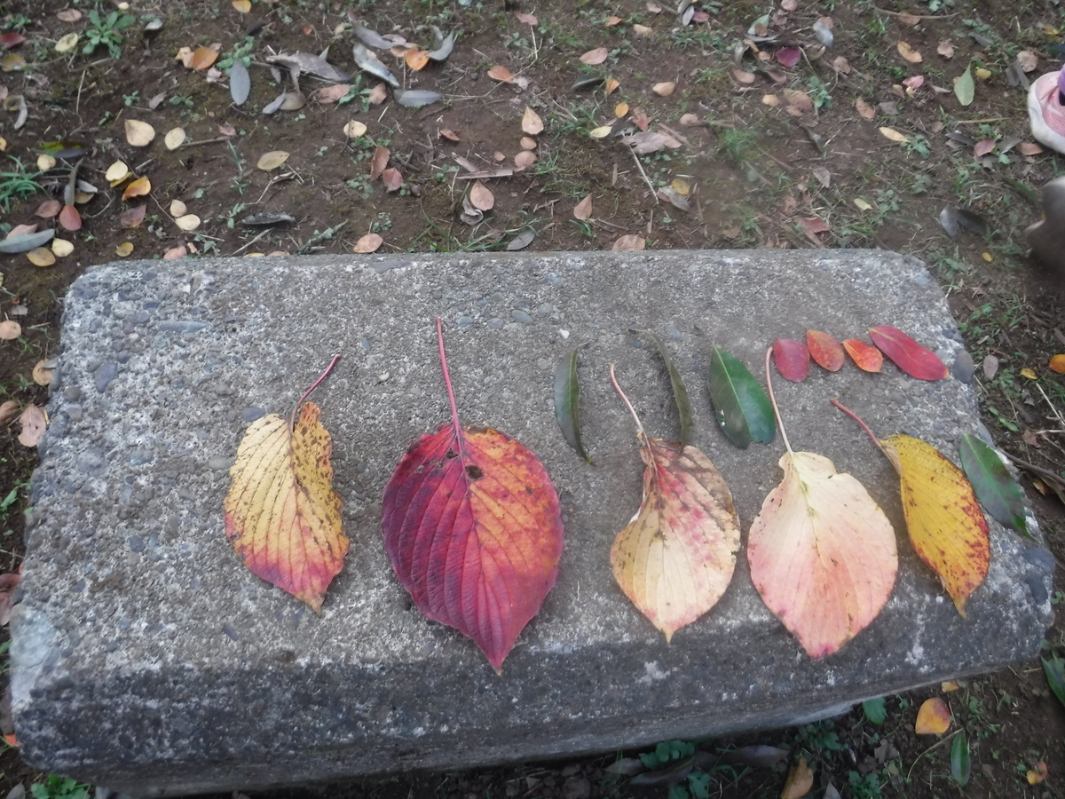 f:id:donkoro:20201119103719j:plain