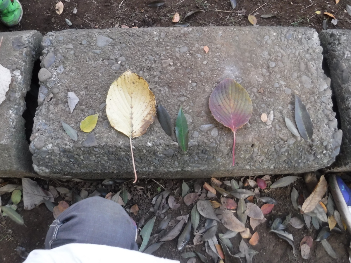 f:id:donkoro:20201119104016j:plain