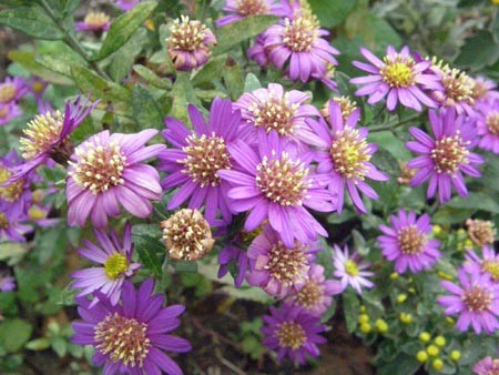 f:id:donpisya:20081108153814j:image:w100
