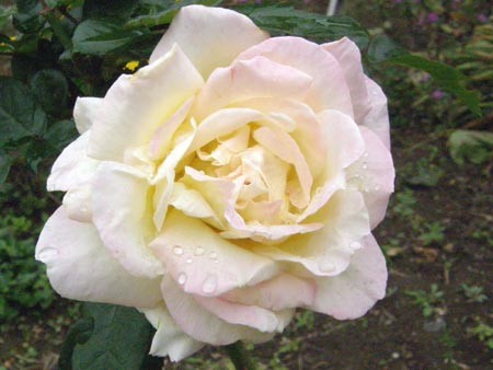 f:id:donpisya:20081108153816j:image:w100
