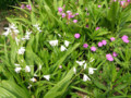 白はシランの白花、赤っぽいのはフウロソウの仲間でしょうか