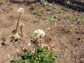 イワヤツデ、奇妙な花です。土からいきなり顔を出して咲きます。