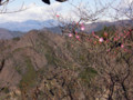 咲き始めたアカヤシオ　遠景は赤城山