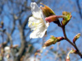 岩場手前のベンチ脇で咲く山桜