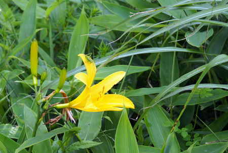 f:id:donpisya:20120707092415j:image:w120