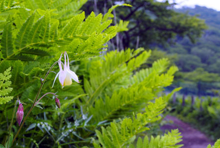 f:id:donpisya:20120707092416j:image:w120