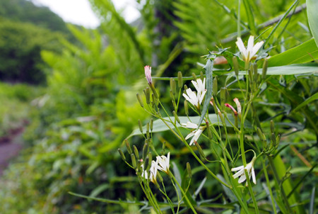 f:id:donpisya:20120707092417j:image:w120