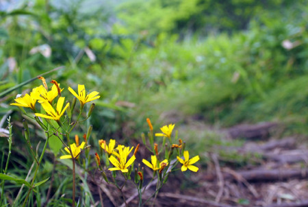 f:id:donpisya:20120707092418j:image:w120