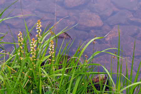 f:id:donpisya:20120707092419j:image:w120