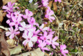 特別に日当たりの良いところで芝桜が…