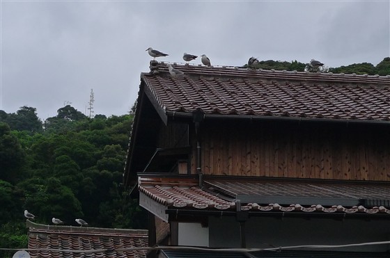 イメージ 5