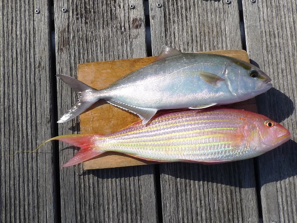 久しぶりに飛び跳ねる魚をさばく Donのヨット暮らし 久しぶりに飛び跳ねる魚をさばく Donのヨット暮らし