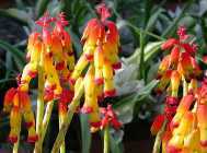 ラナケリア Lachenalia しろうさぎのwebnotebook