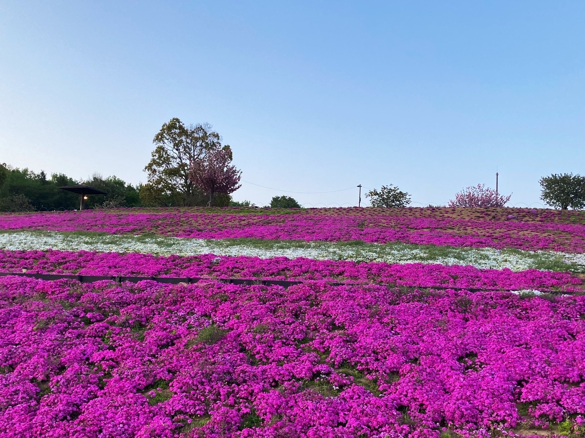 国道近くの行きやすさで一面の芝桜 八王子山公園 群馬とeスポーツのブログ