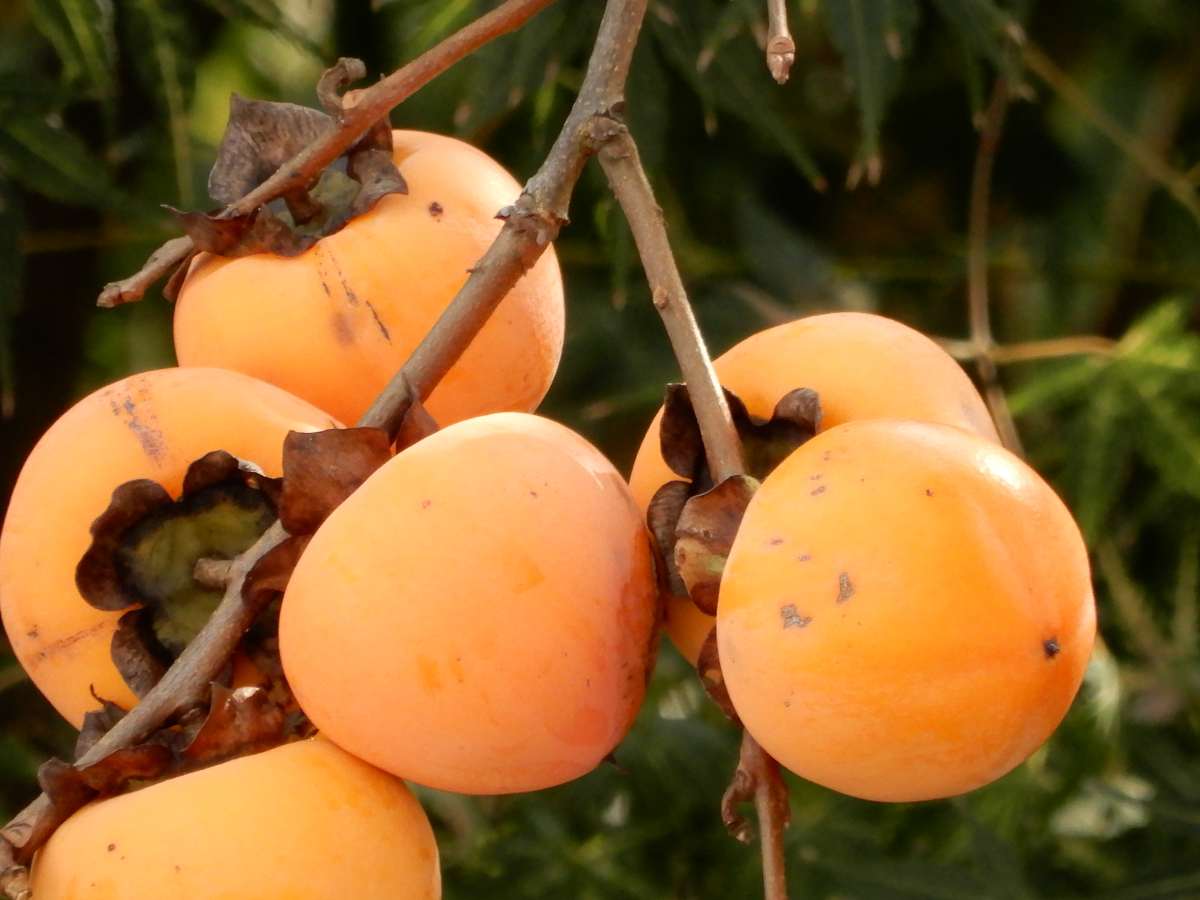 f:id:doortosky:20201113204900j:plain f:id:doortosky:20201113204900j:plain