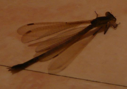 f:id:doramao:20091111131835j:image