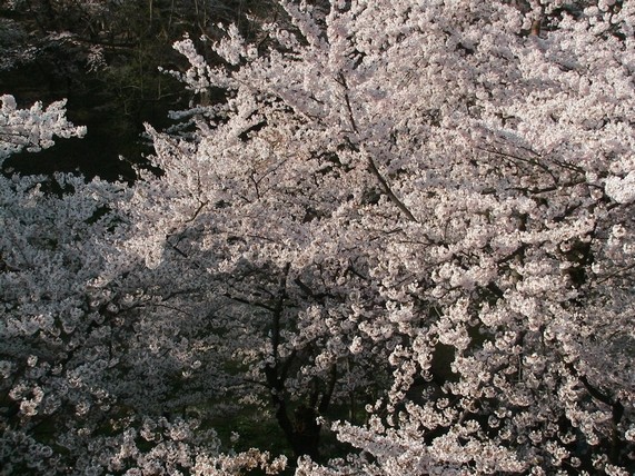 f:id:doramao:20100503214024j:image