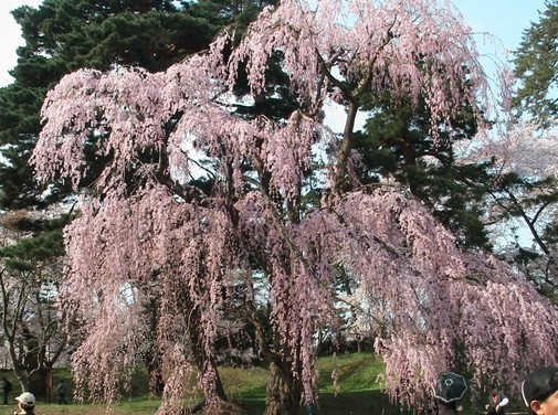 f:id:doramao:20100503214436j:image