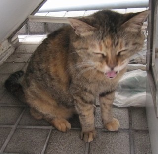 f:id:doramao:20100705215025j:image f:id:doramao:20100705215025j:image