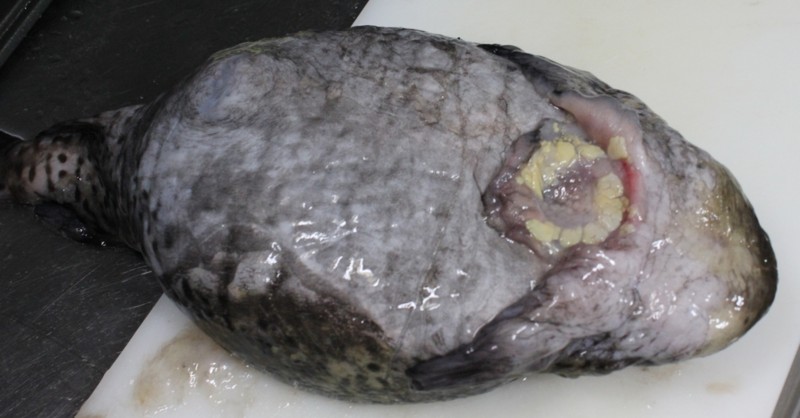 f:id:doramao:20110205191002j:image:w485 f:id:doramao:20110205191002j:image:w485