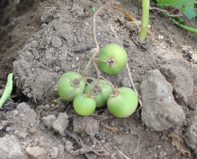 f:id:doramao:20110807204342j:image:w520 f:id:doramao:20110807204342j:image:w520