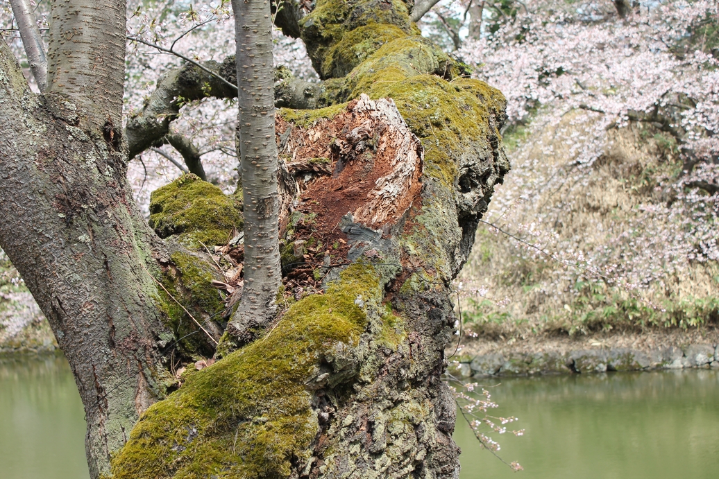 f:id:doramao:20130506170943j:image:w585
