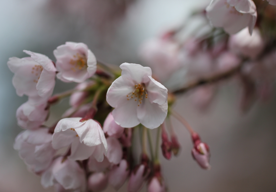 f:id:doramao:20130506171234j:image:w585