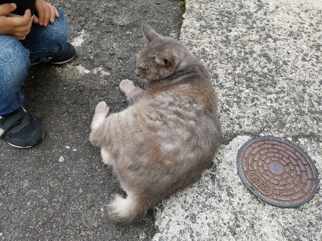 f:id:doramineco:20190614235610j:image
