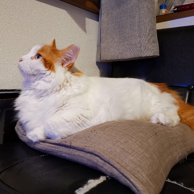 f:id:doramineco:20190714095802j:image