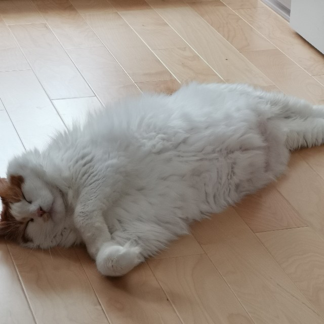 f:id:doramineco:20190714100552j:image