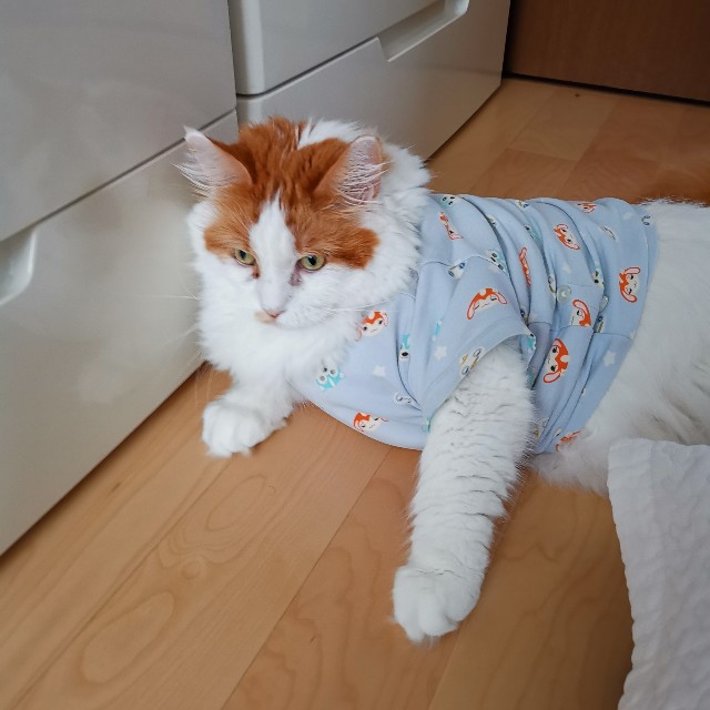 f:id:doramineco:20190813143244j:image