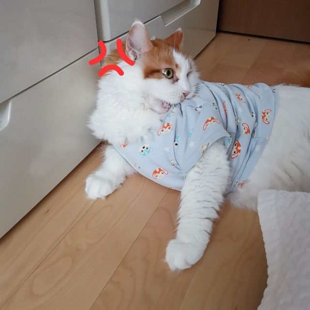 f:id:doramineco:20190813161537j:image