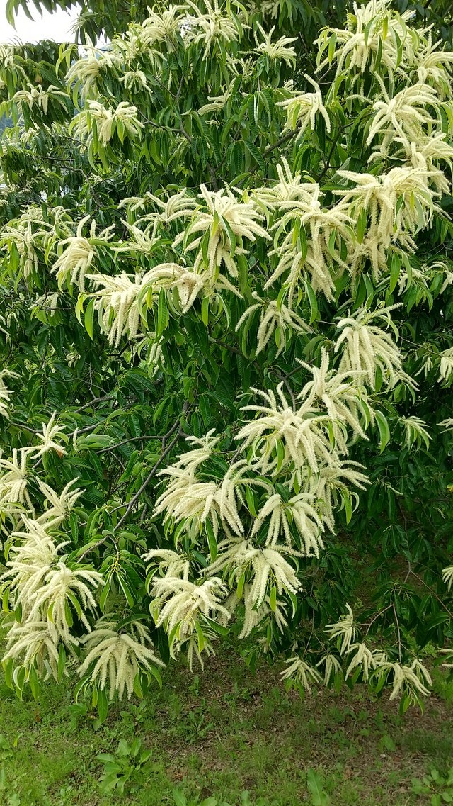 栗の花が満開 妙な匂いの元にイガイガ頭の栗のあかちゃんがいた 細かなことが気になる親父の備忘録