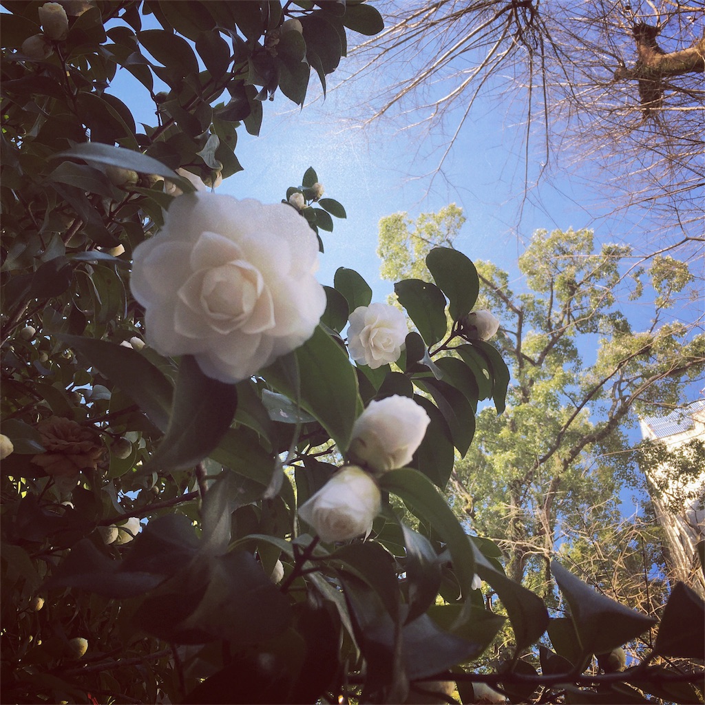 f:id:doraralu:20170313200648j:image