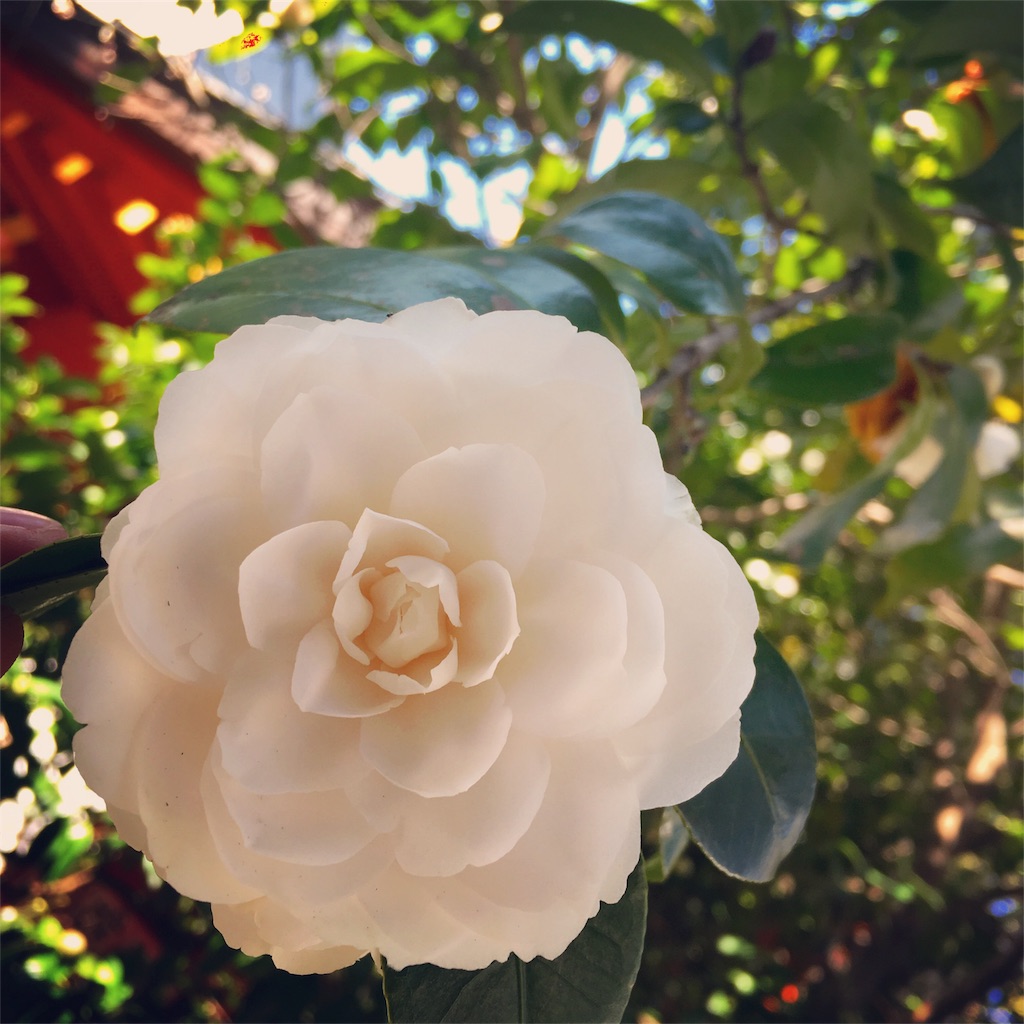 f:id:doraralu:20170313200705j:image