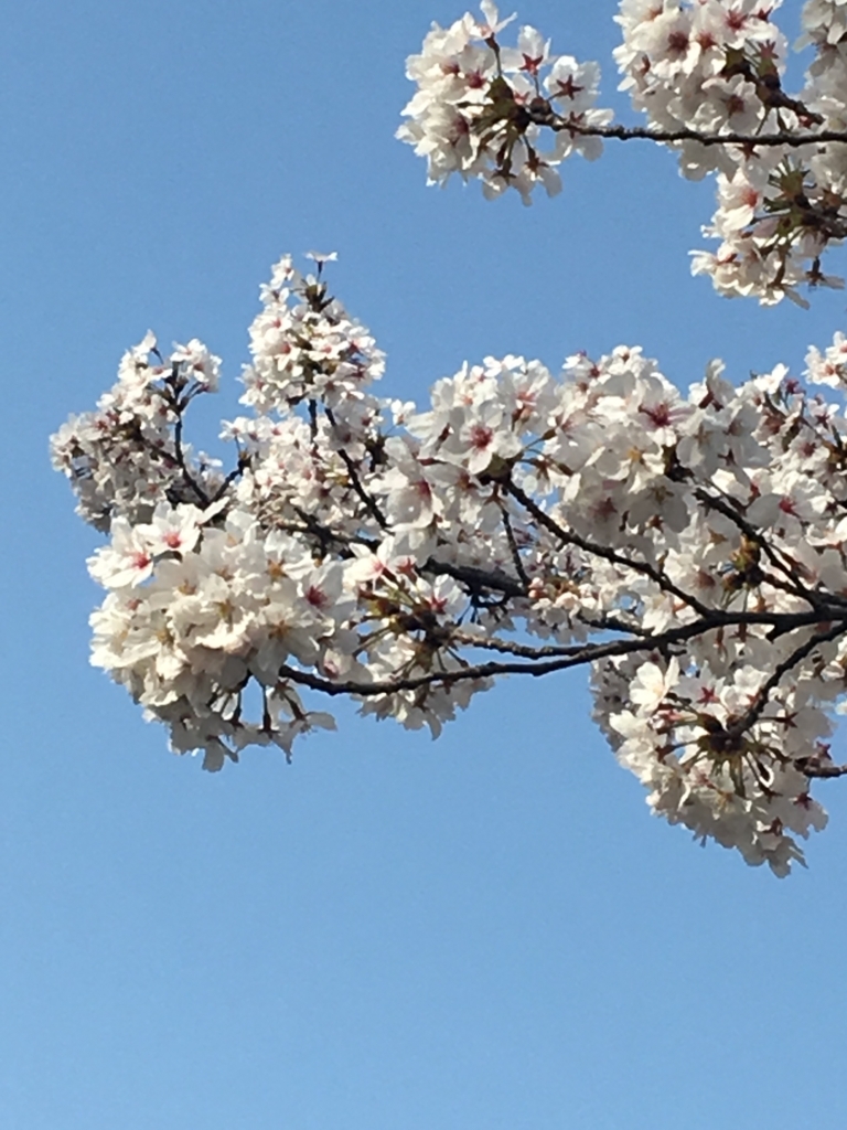 f:id:doremifagott:20180402210213j:plain f:id:doremifagott:20180402210213j:plain