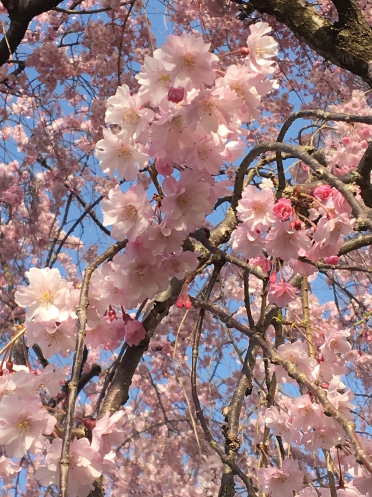 f:id:doremifagott:20180402210900j:plain f:id:doremifagott:20180402210900j:plain