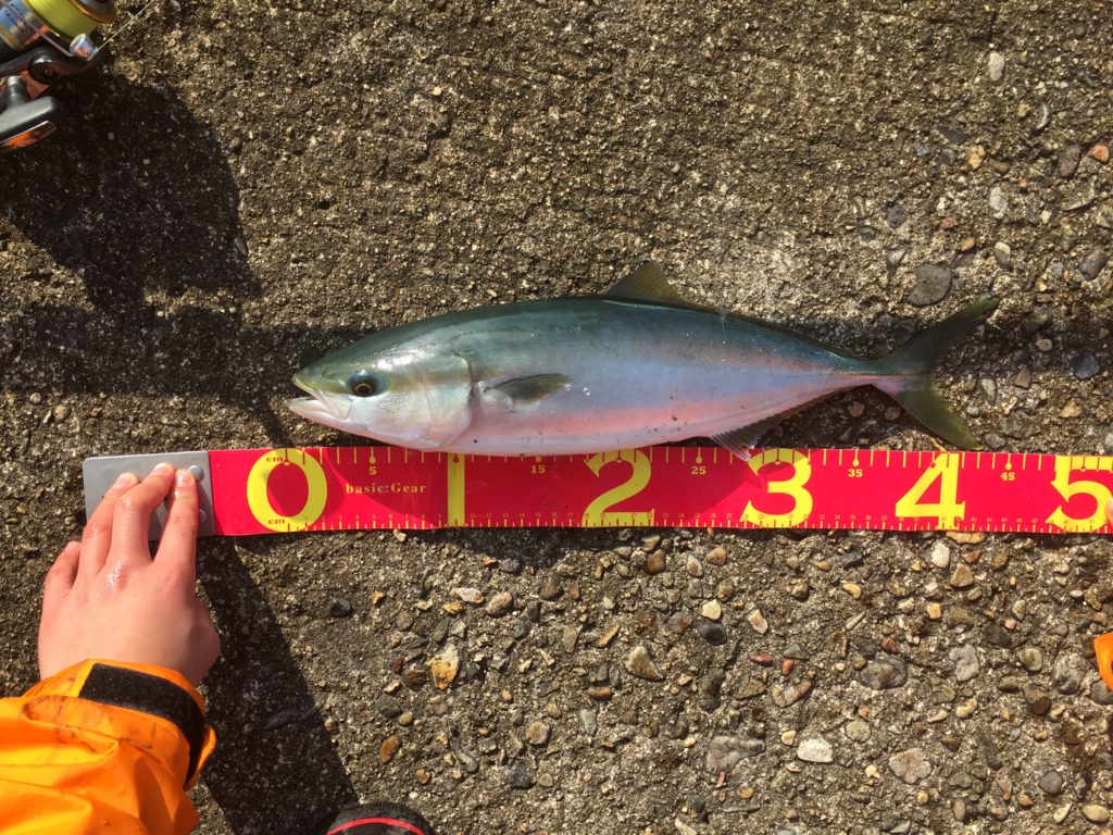 f:id:doriashi19:20170107162058j:plain