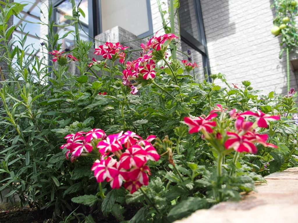 f:id:dorieru36:20180819114634j:plain f:id:dorieru36:20180819114634j:plain