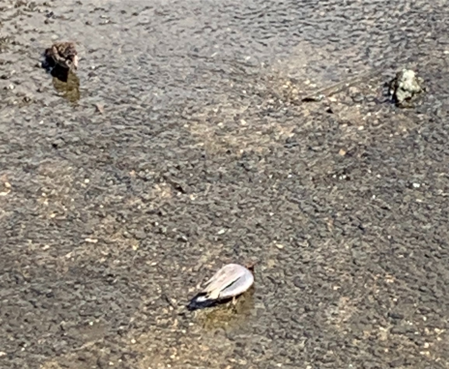 f:id:dorifamu:20190324135911j:image