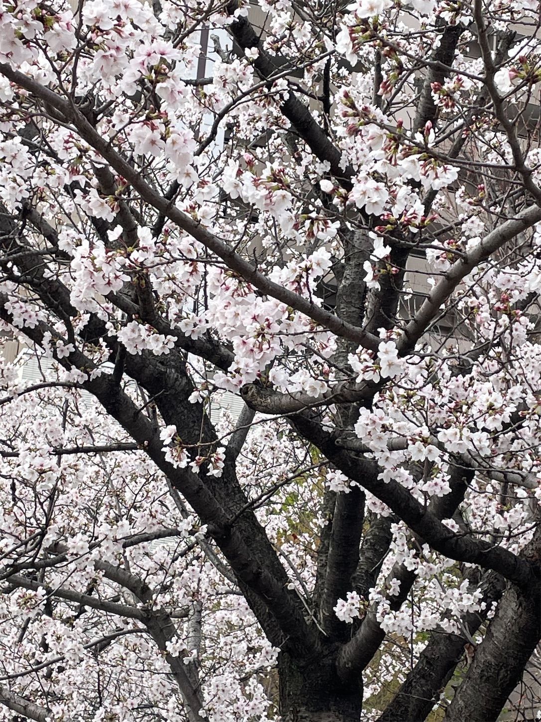 f:id:dorifamu:20250402223130j:image