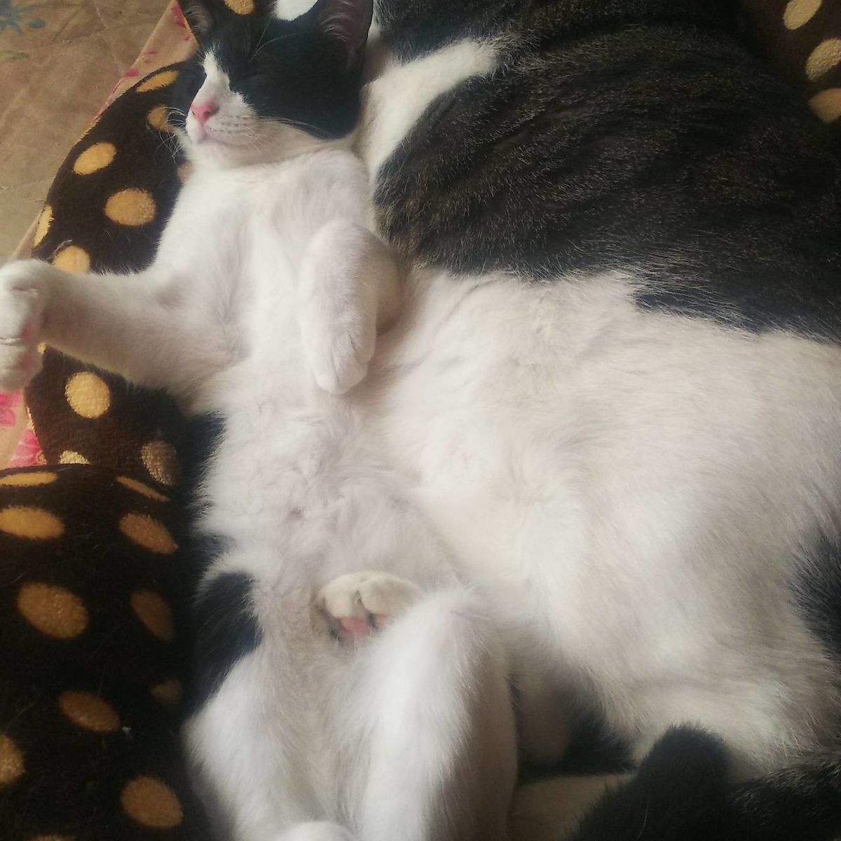 f:id:dorineko5:20200728142823j:plain