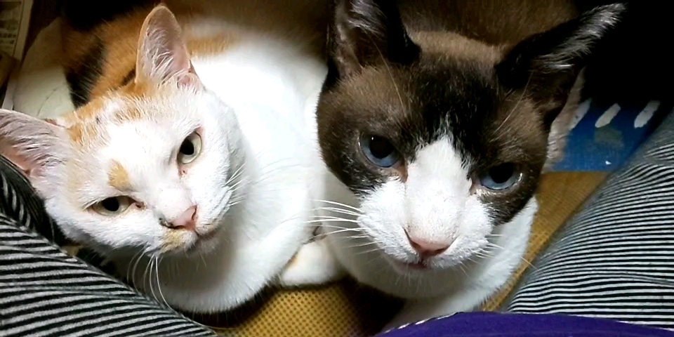 f:id:dorineko5:20200728145901j:plain