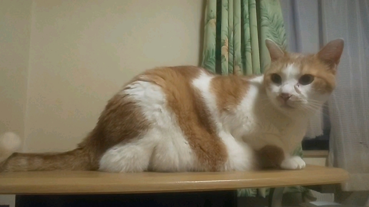 f:id:dorineko5:20200729190225j:plain