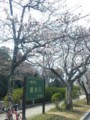 亀岡南郷公園。2分咲き。
