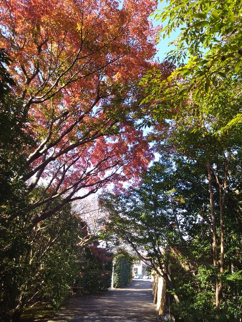 f:id:doronkotanuki:20231202072846j:image