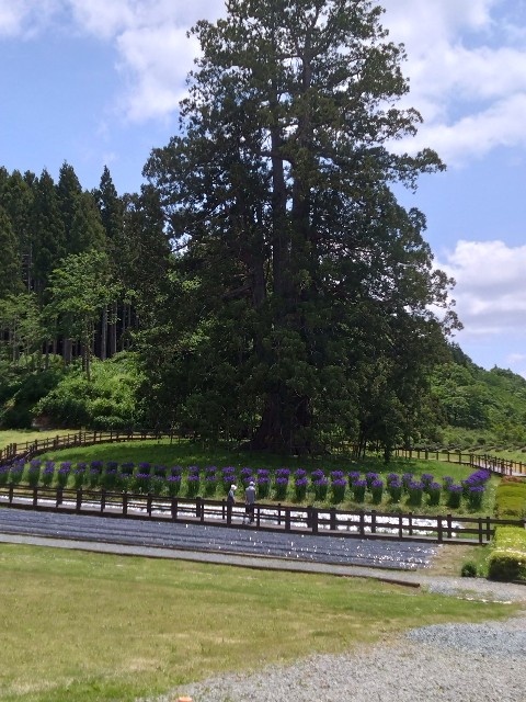 f:id:doronkotanuki:20240526185317j:image