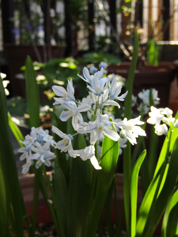 氷の妖精 のような花 季節めぐり